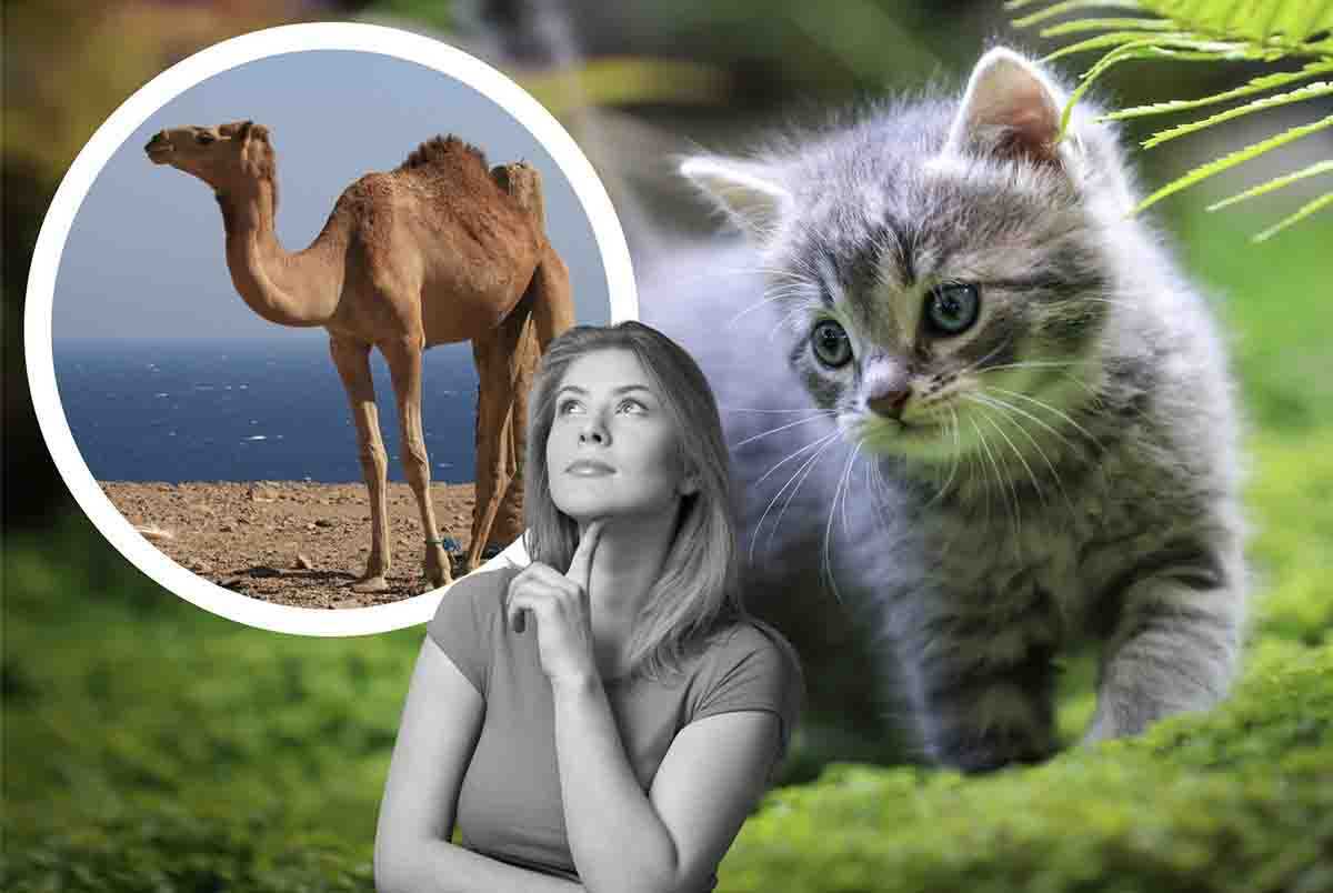 Una caratteristica dei gatti che li rende simili ai cammelli e alle giraffe