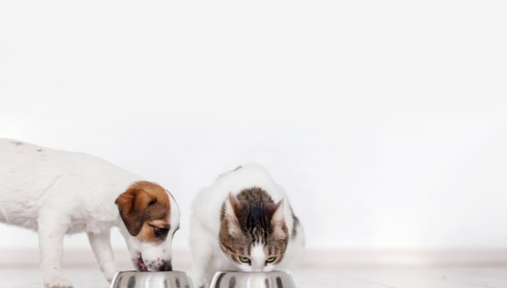 Cani e gatti, perché il tonno fa bene nella loro dieta 