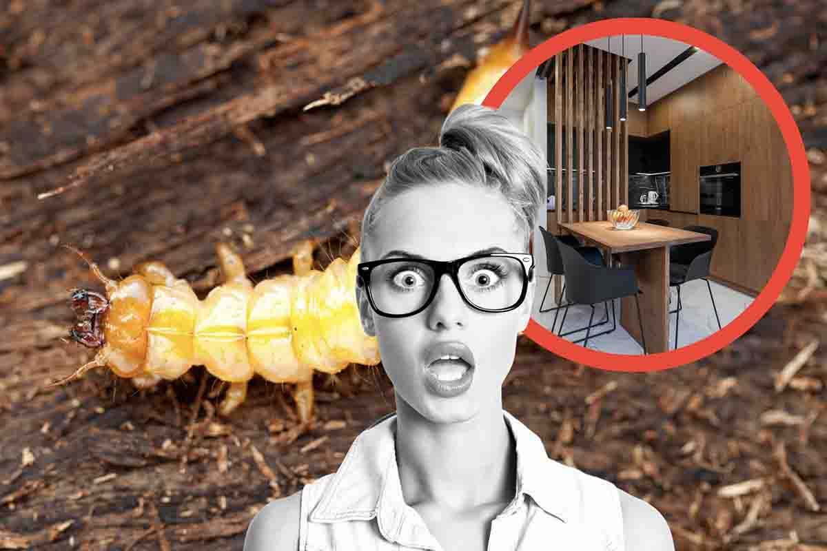 Attenzione a questi insetti del legno-i tuoi mobili sono in pericolo