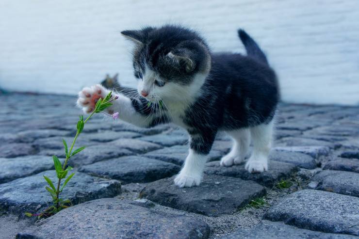 Una caratteristica dei gatti che li rende simili ai cammelli e alle giraffe: scopriamo qual'è