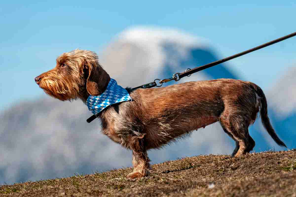 I consigli degli esperti per evitare che il nostro cane strattoni durante le passeggiate