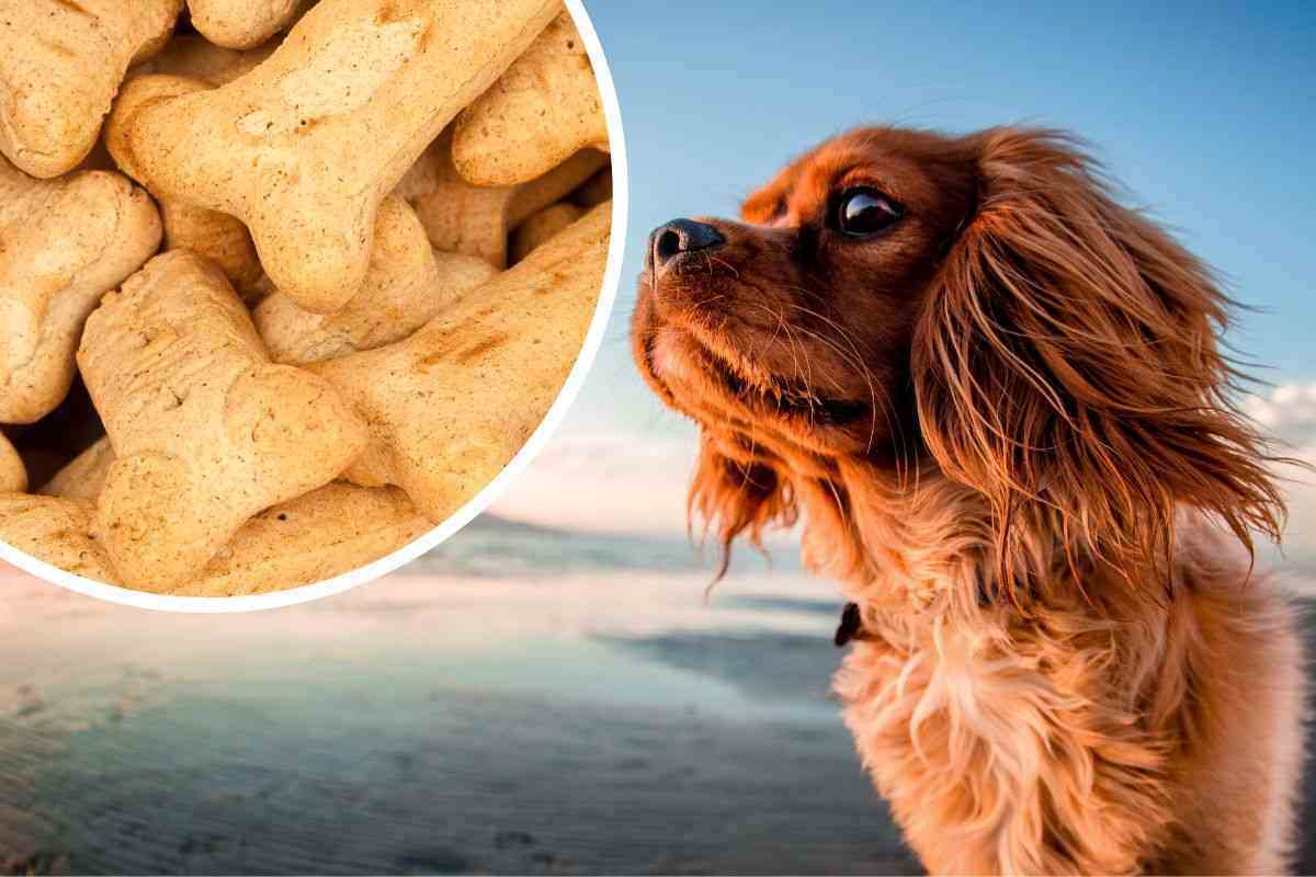 Biscotti per cane fatti in casa