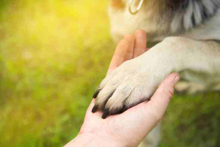 Requisiti per adottare un cane