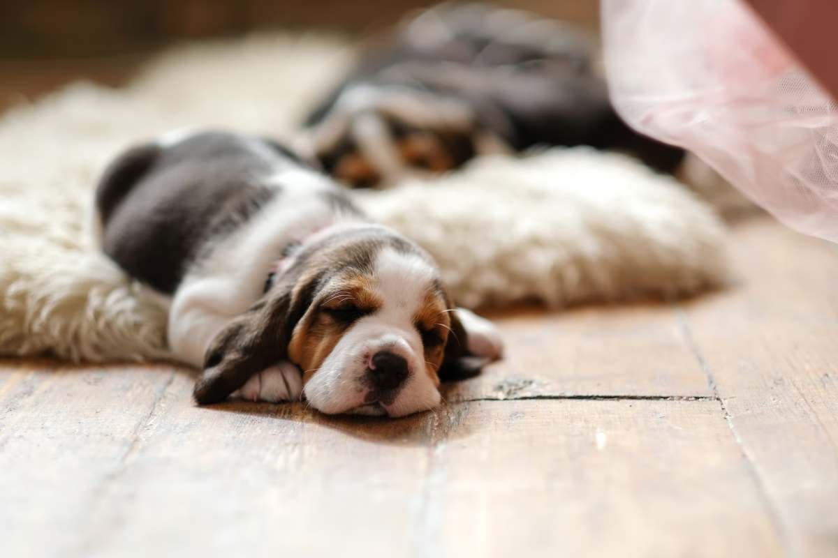 trova un cane abbandonato e fa una scoperta