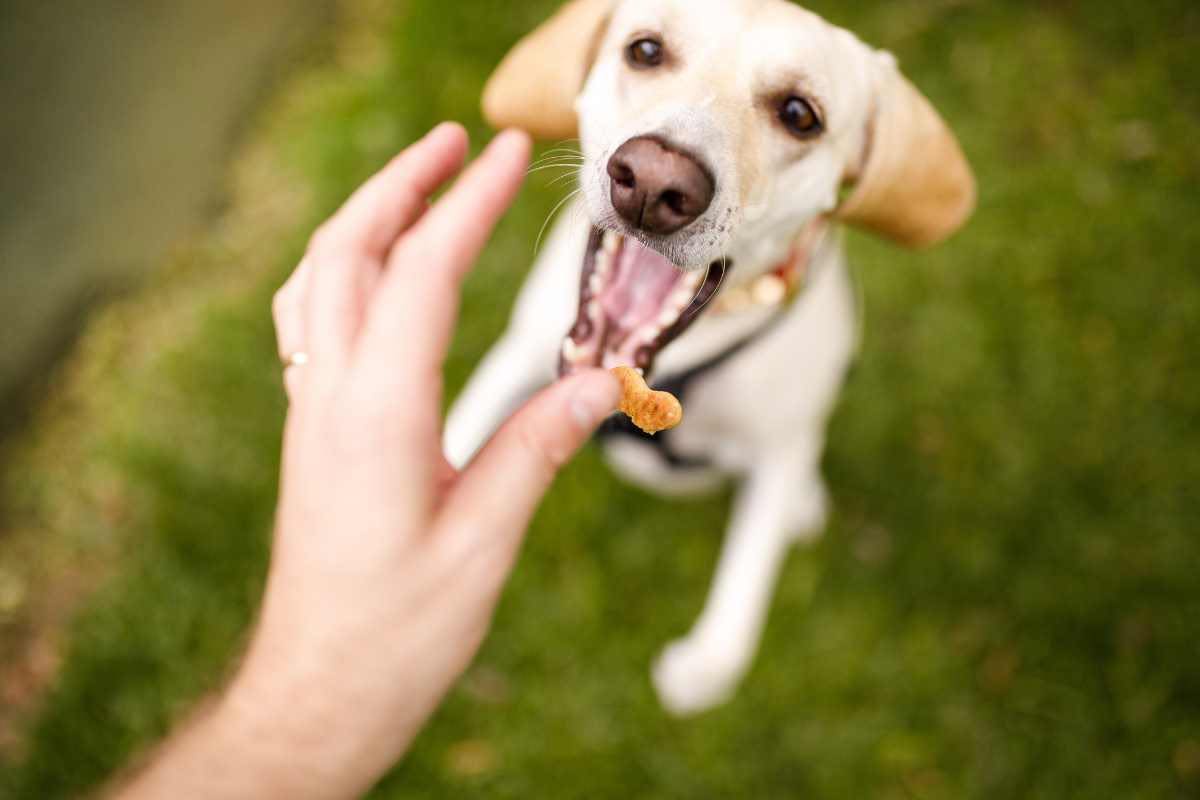 I migliori croccantini per cani