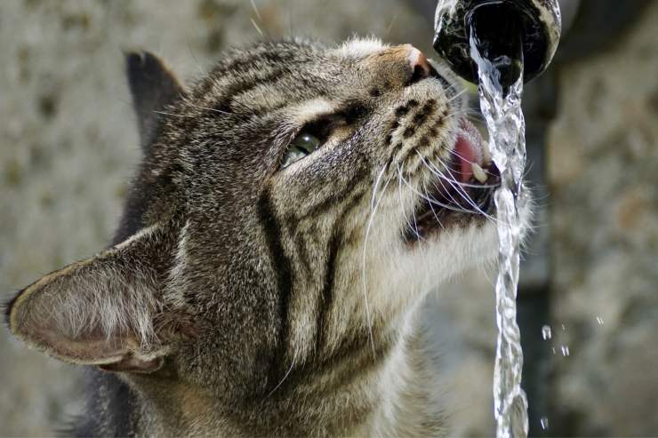 gatto beve di più