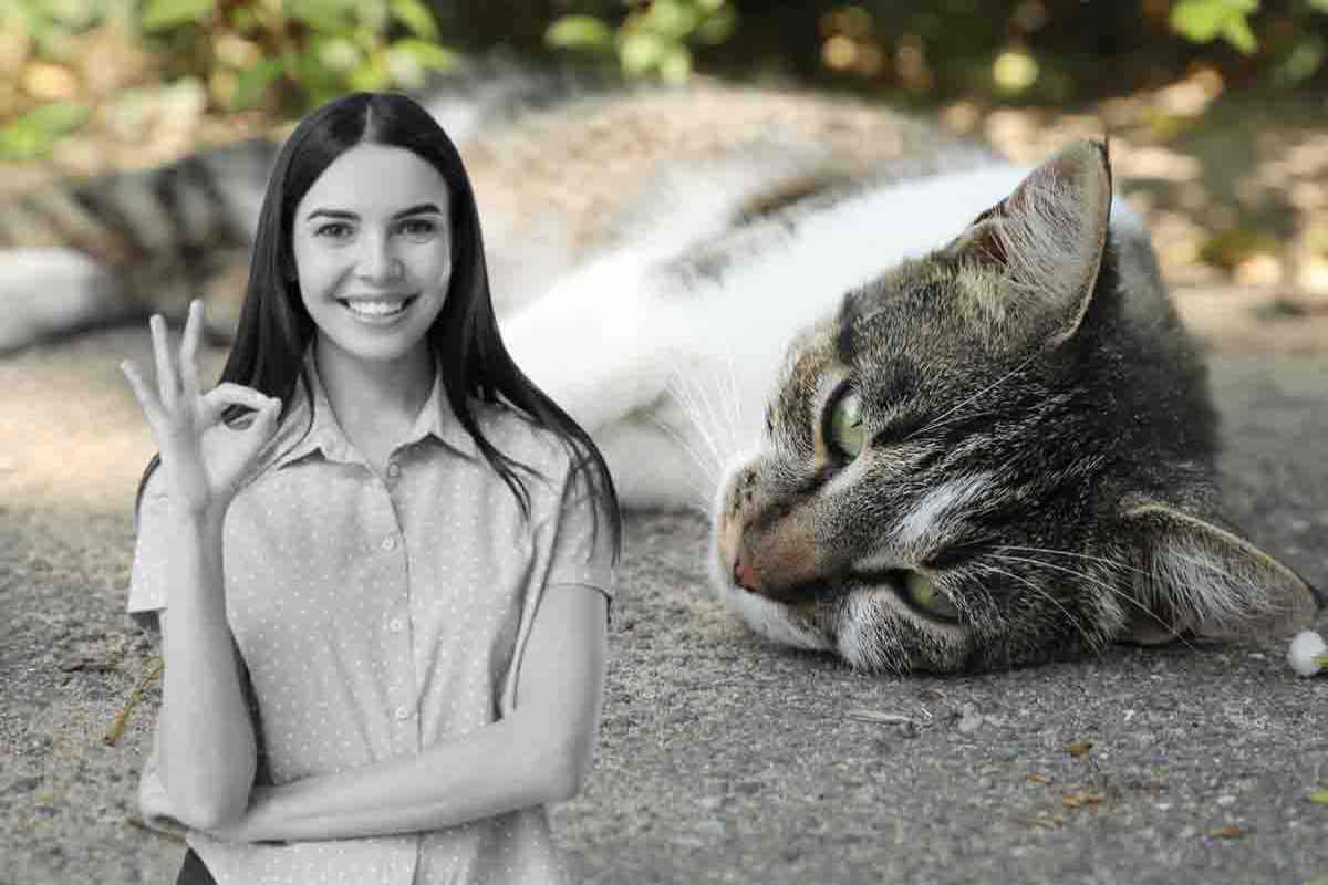 gatto soffre caldo consigli