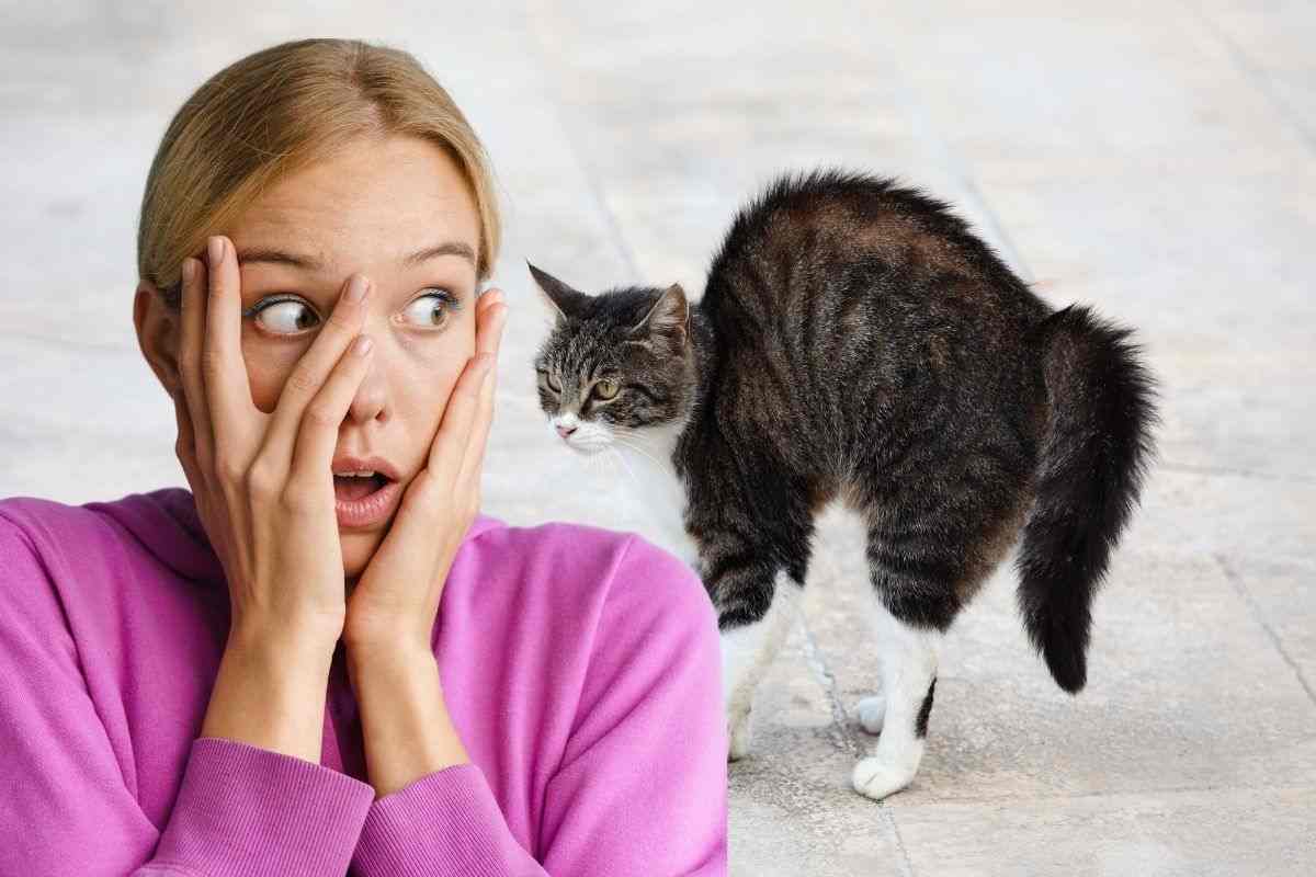 cosa significa quando il gatto fa la gobba