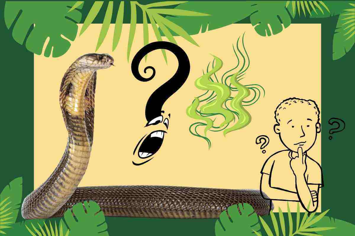 Serpenti: l'odore che li terrorizza