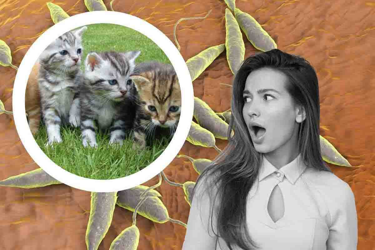 Attenzione alla leishmaniosi nei gatti