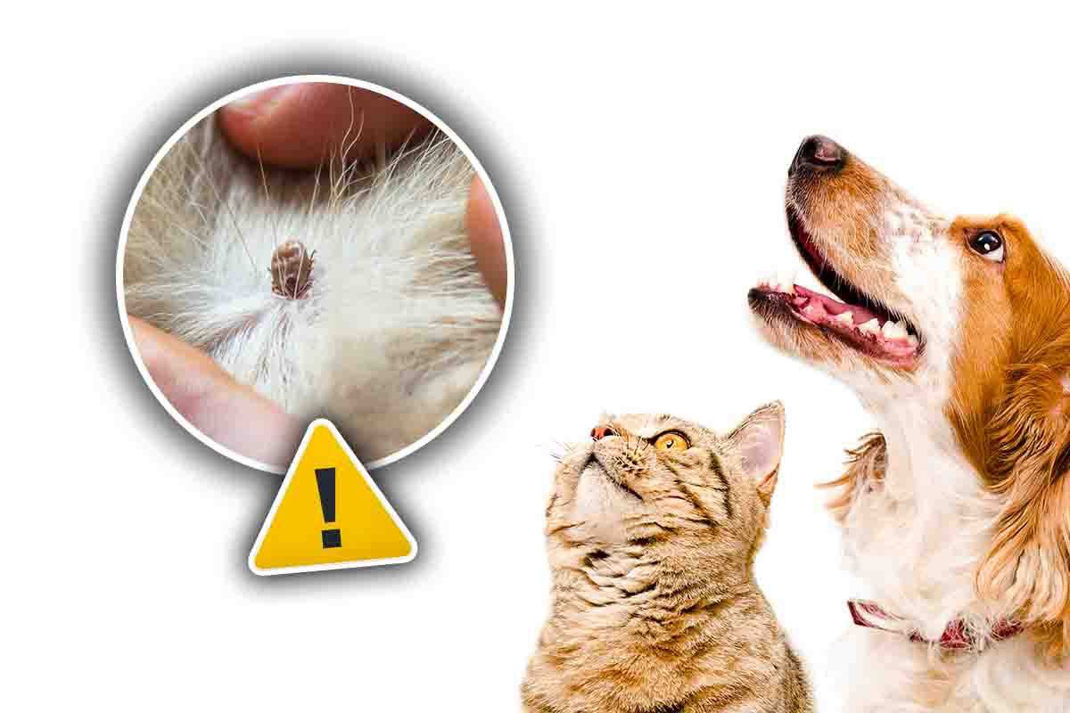 proteggere cani e gatti dai parassiti col caldo