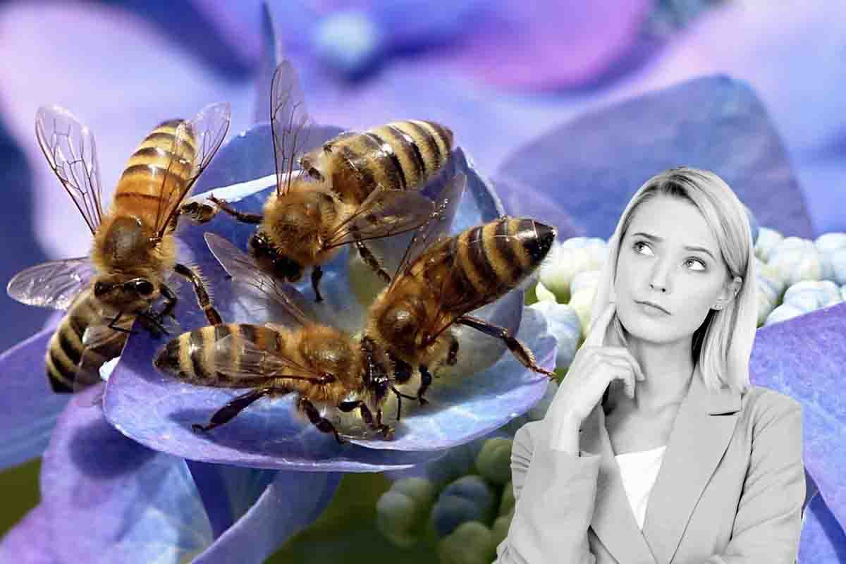 Perché proteggere api