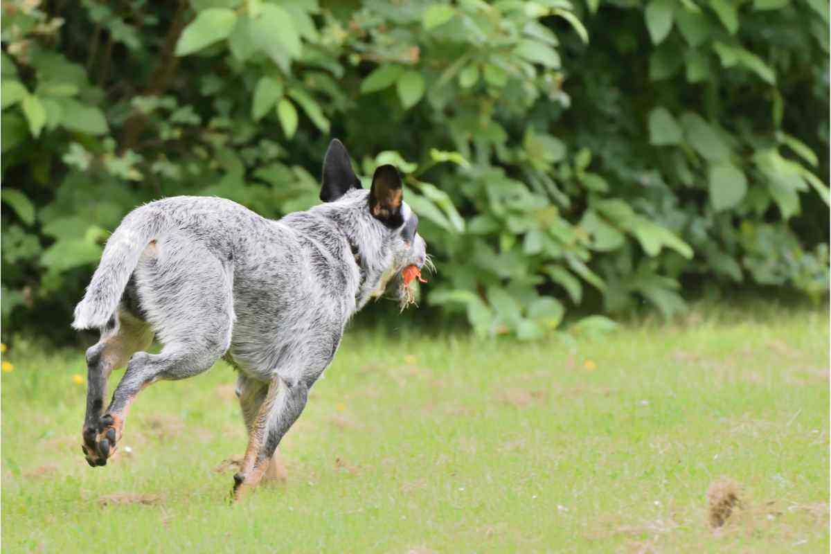 video scappa dal cane