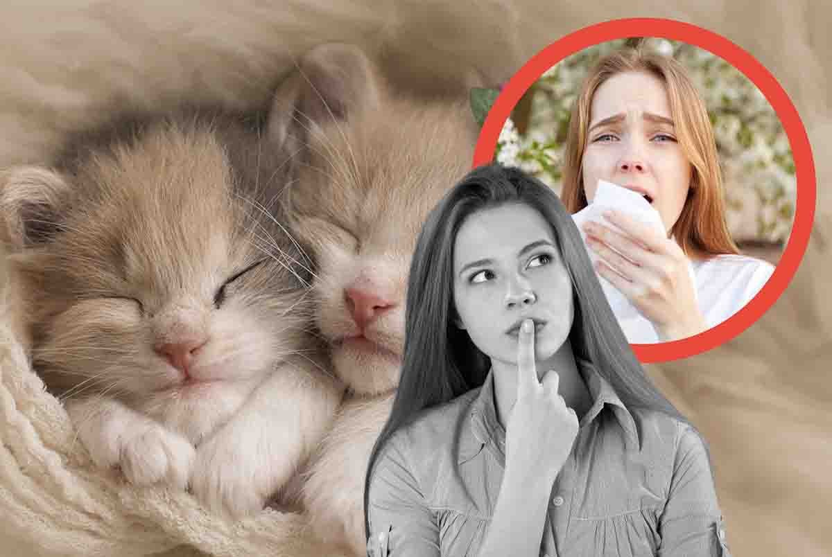 Allergia al pelo del gatto rimedio