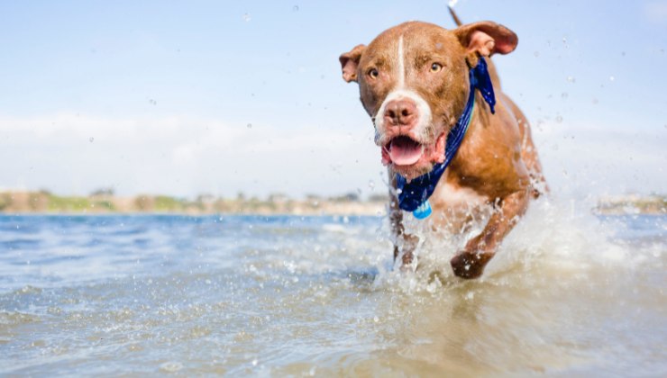 cane al mare