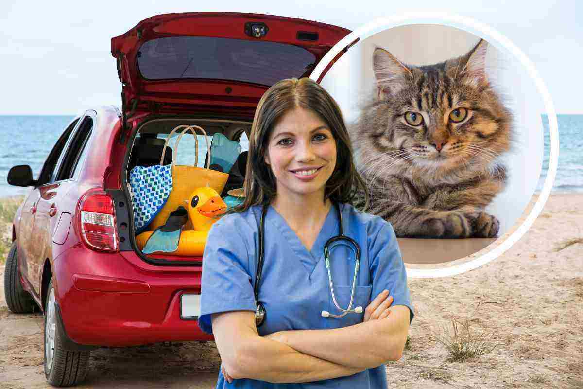 Portare il gatto in vacanza con noi è la cosa giusta?