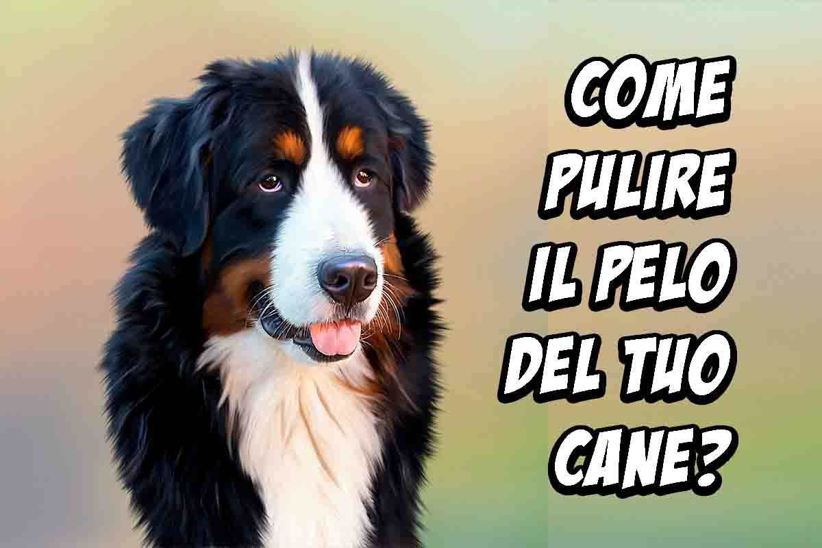 Pulire il pelo del cane