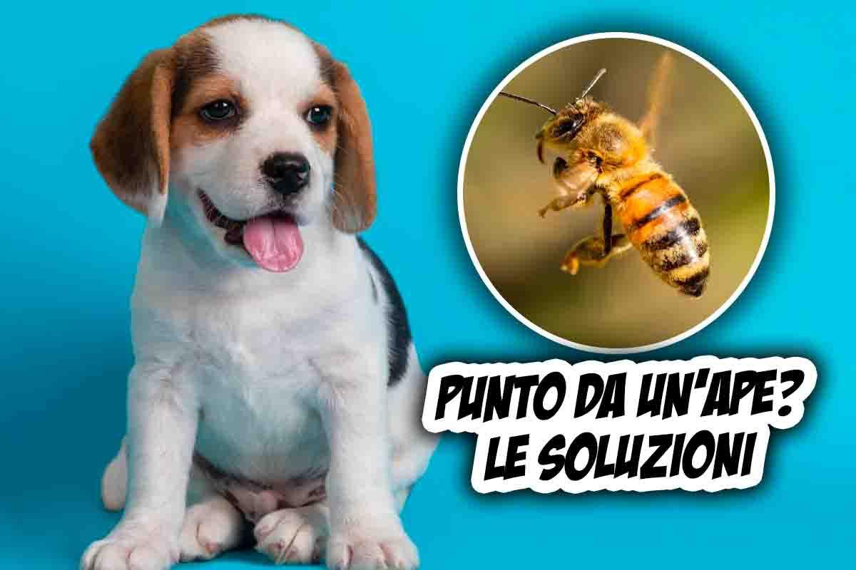 Cane punto da un'ape cosa fare subito