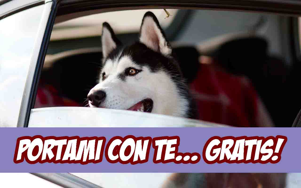 Animali domestici, come viaggiare gratis