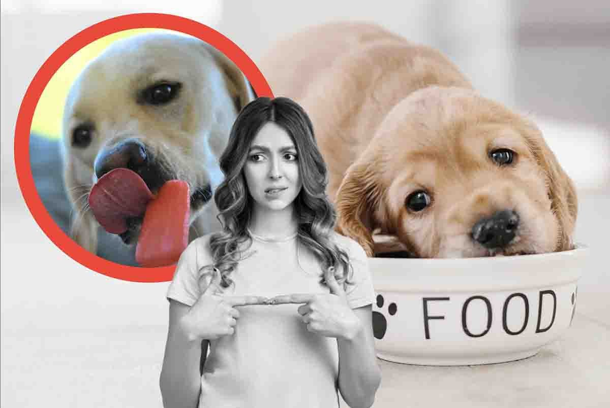 Cosa dare da mangiare al proprio cane
