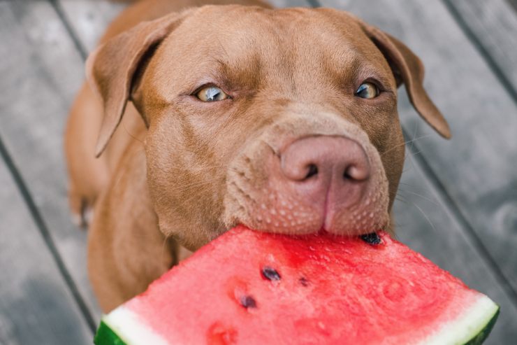 la frutta fa davvero bene al cane o no