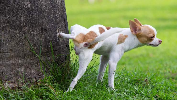 Come non far fare i bisogni del cane in casa