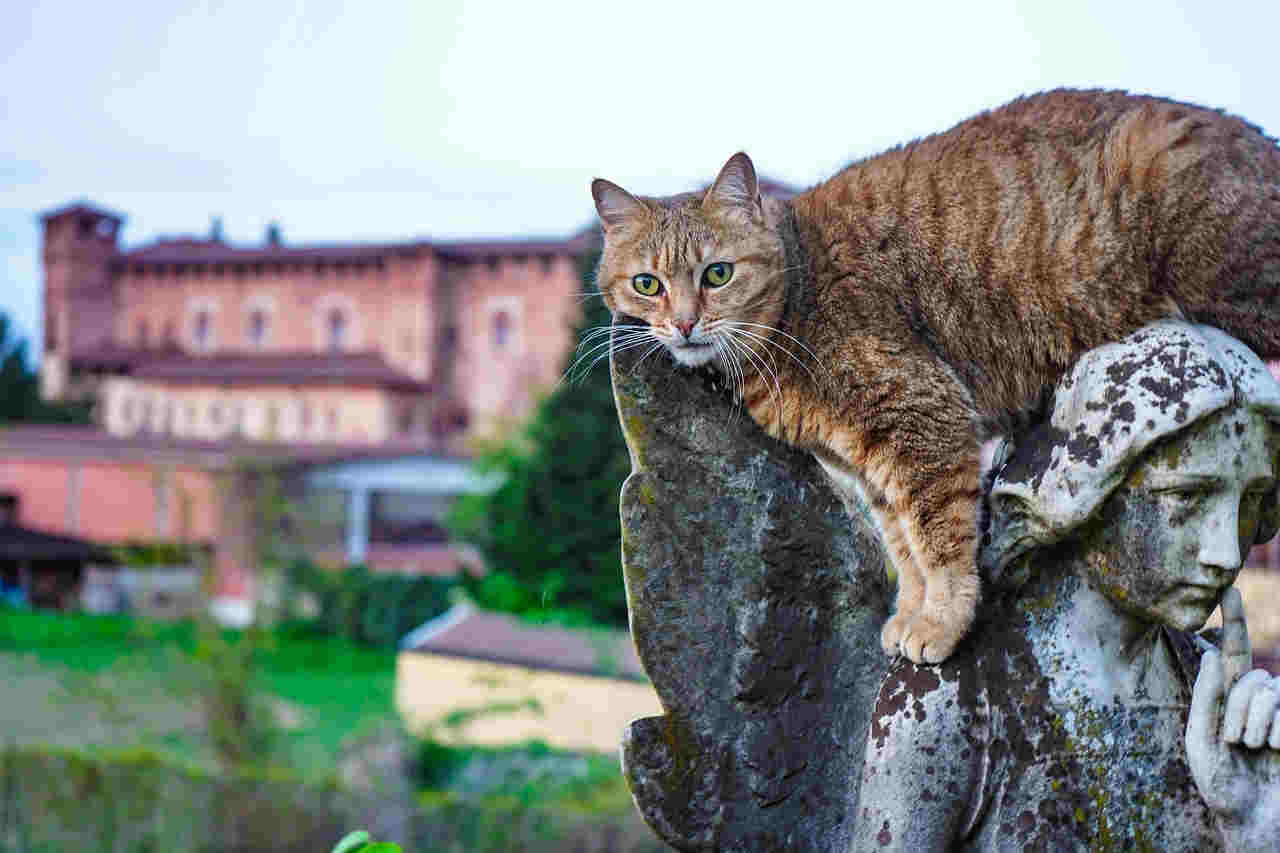 Gatto randagio