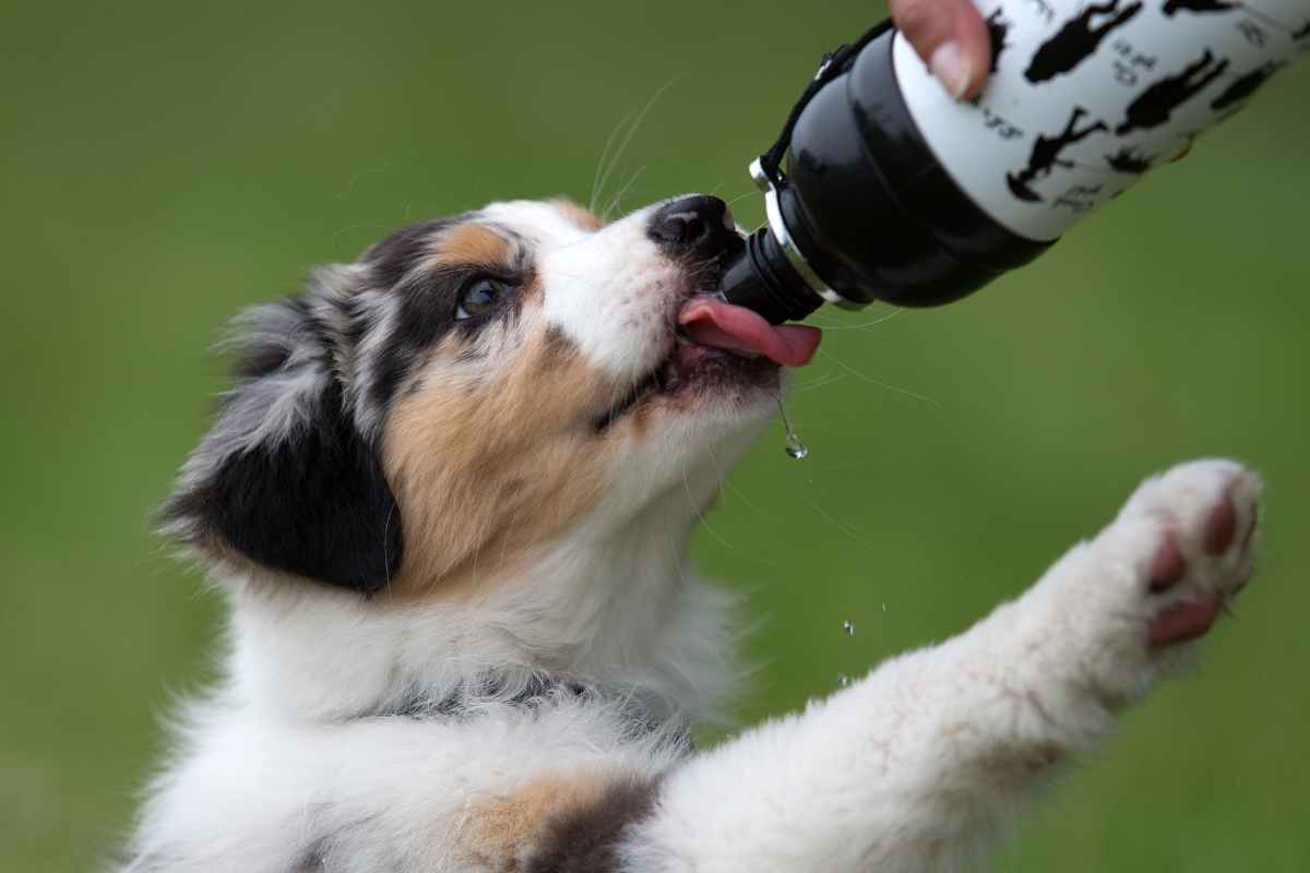 Come proteggere dal caldo il nostro cane