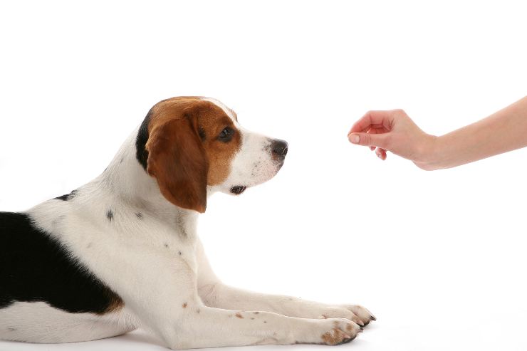 Nomi per un cucciolo