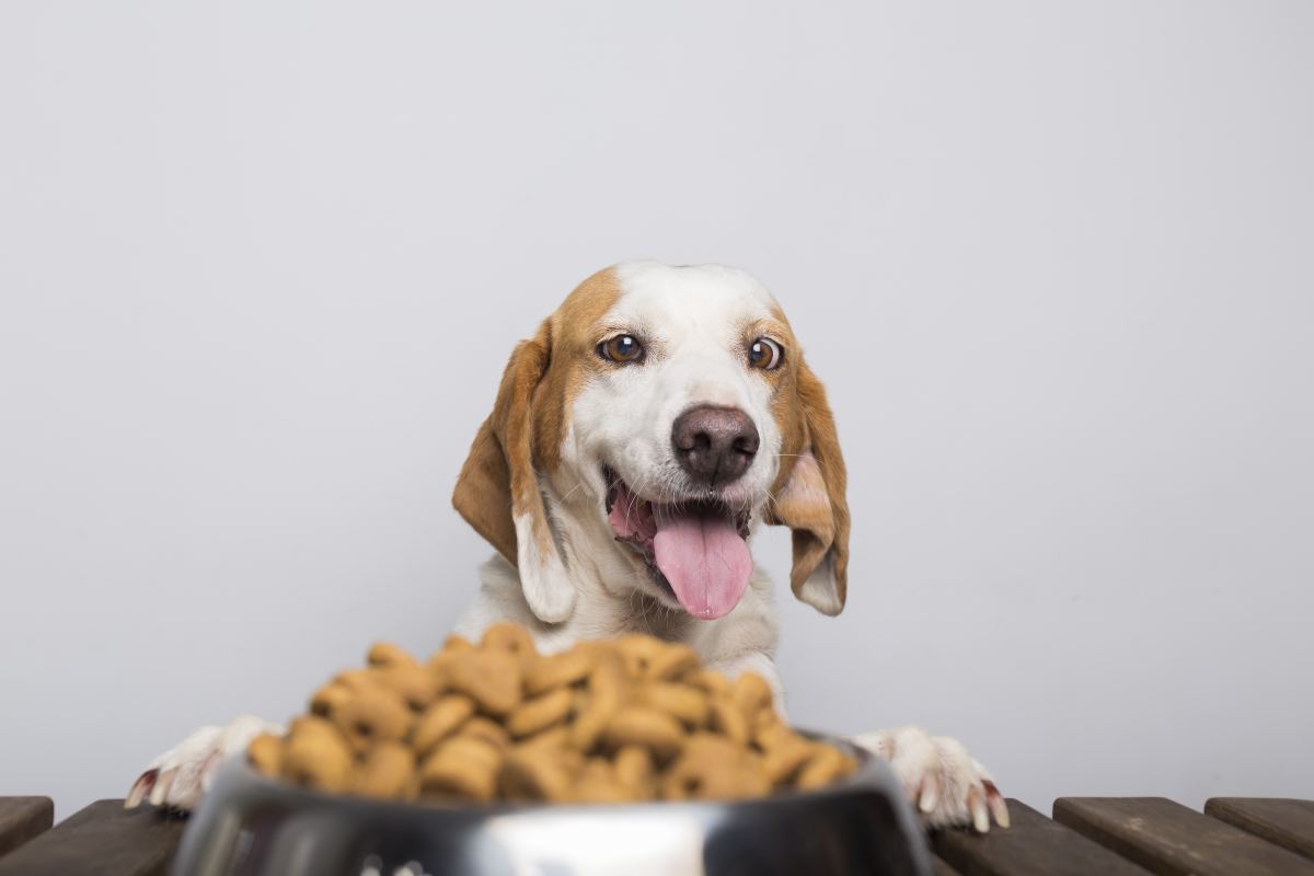 Cosa deve mangiare il cane