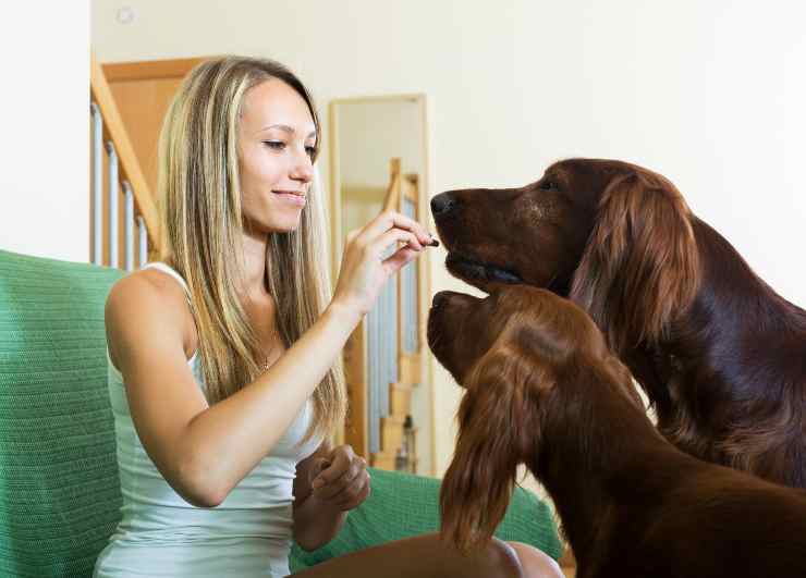 Educare il cane al richiamo