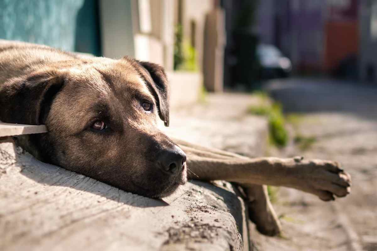 La storia straziante di un cane abbandonato e investito