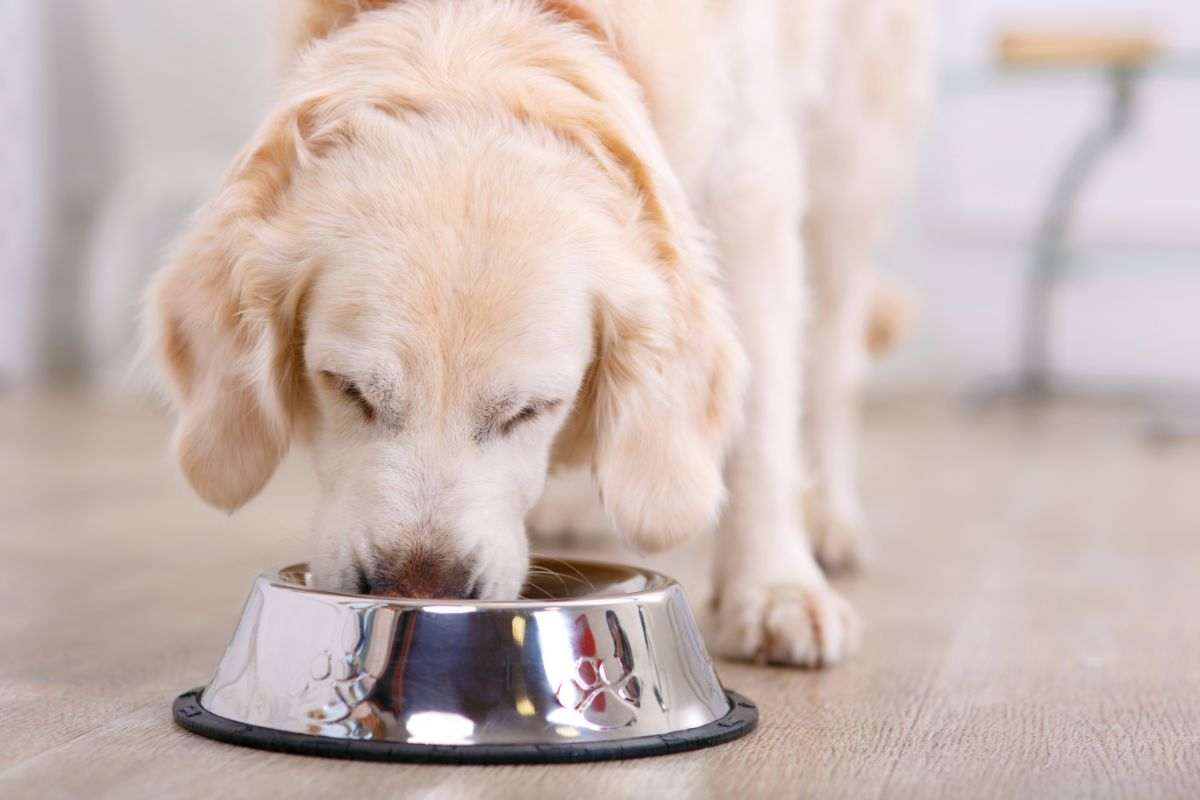 cane alimentazione