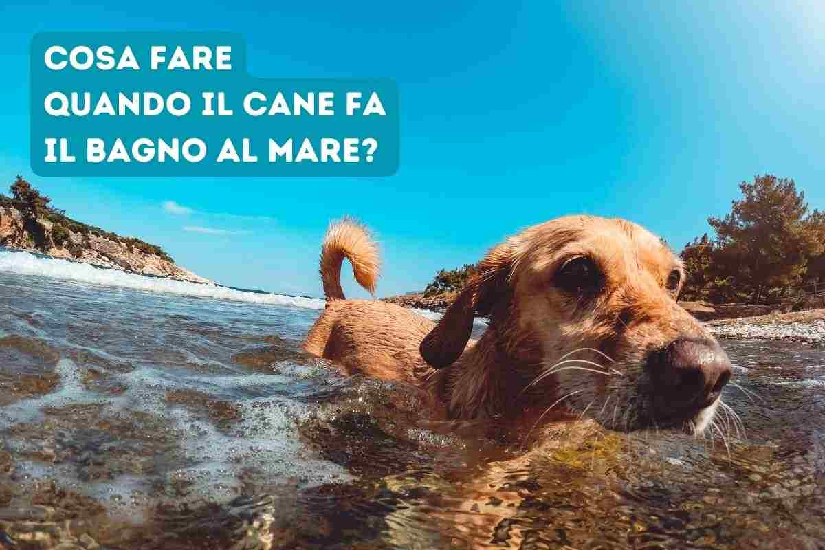 cosa fare quando il cane fa il bagno a mare