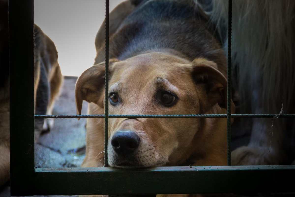 ennesimo caso di maltrattamento contro animali