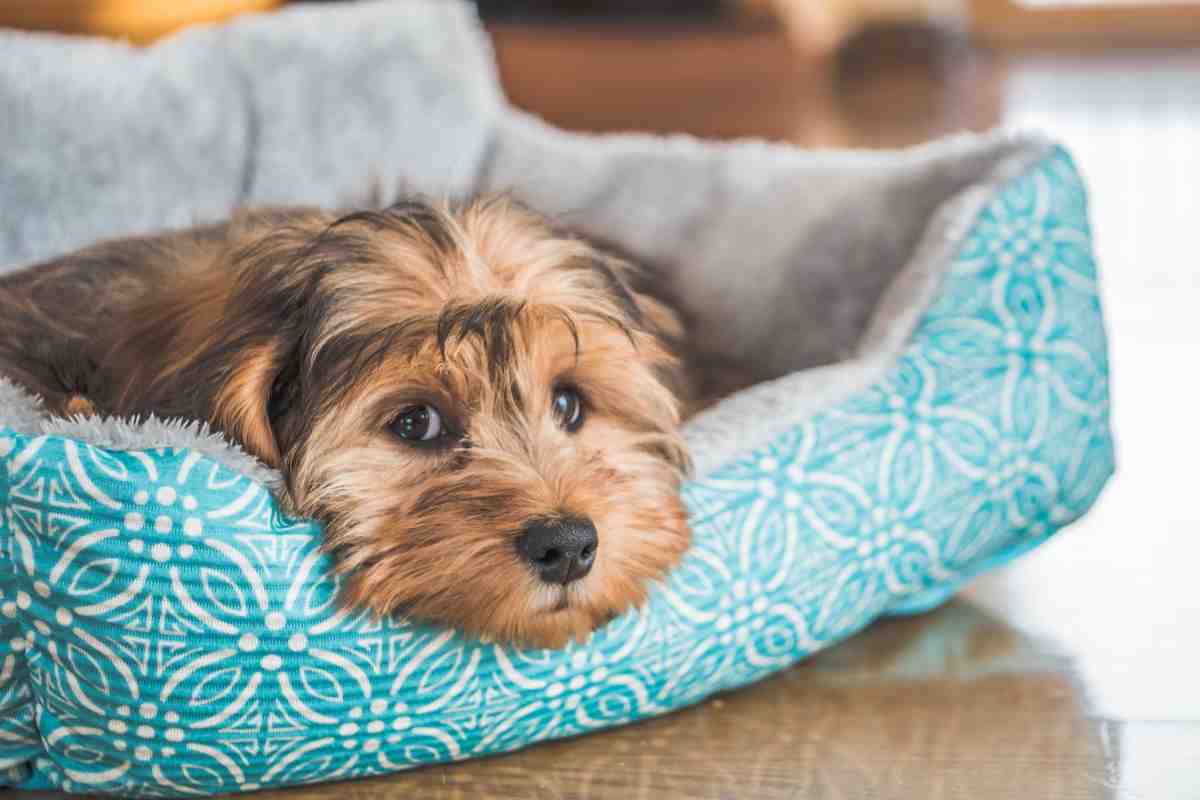 Perde i suoi soldi per salvare il suo cane