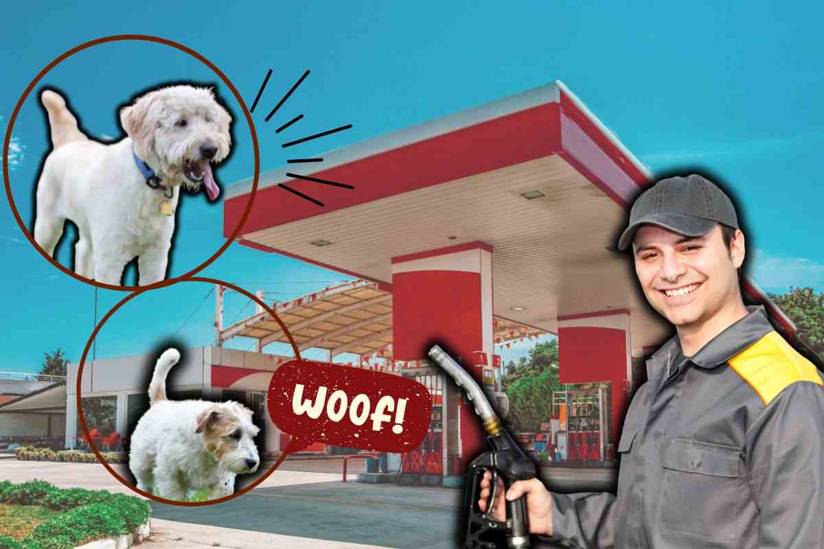 Chi sono i cani benzinai