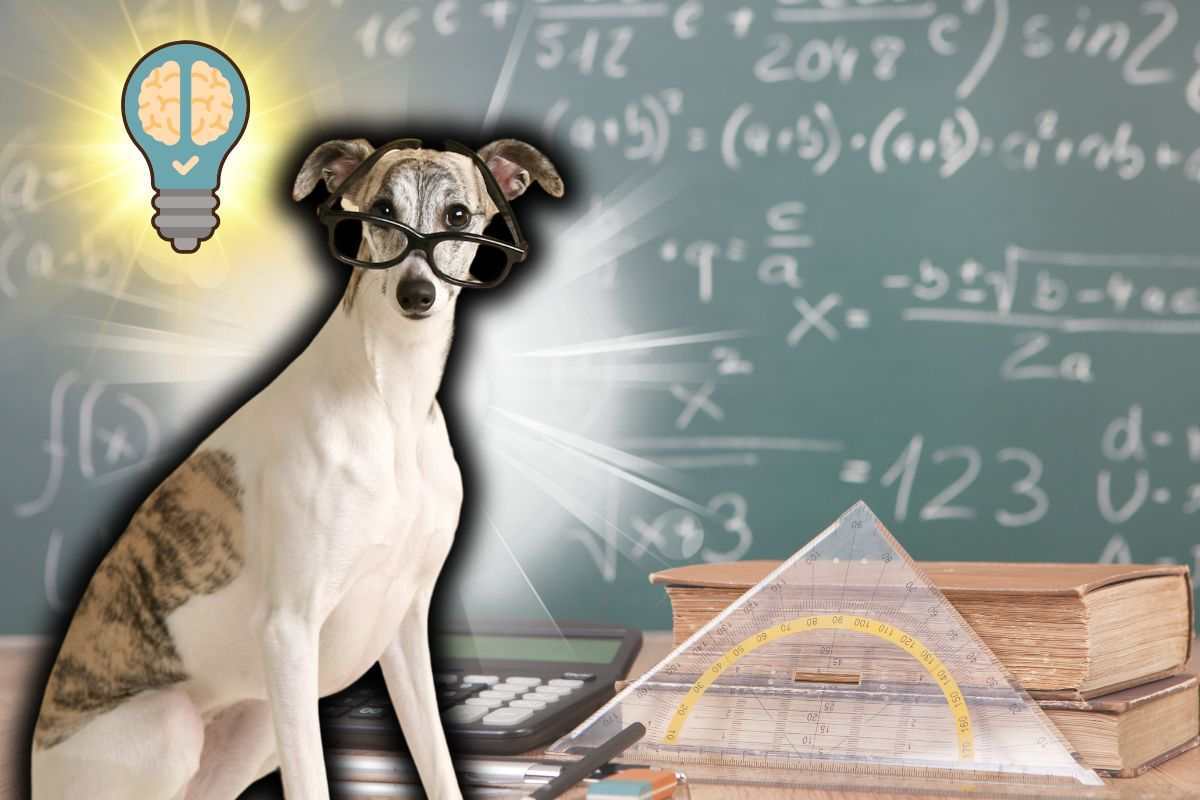 I cani e la matematica