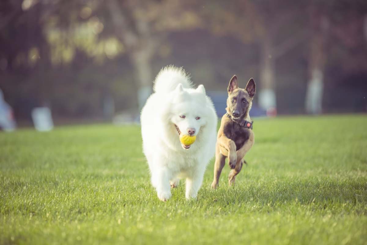 asili per cani, cosa sono e come funzionano