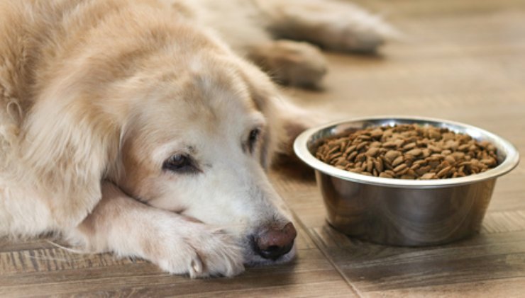 Quali cibi comprare per il cane