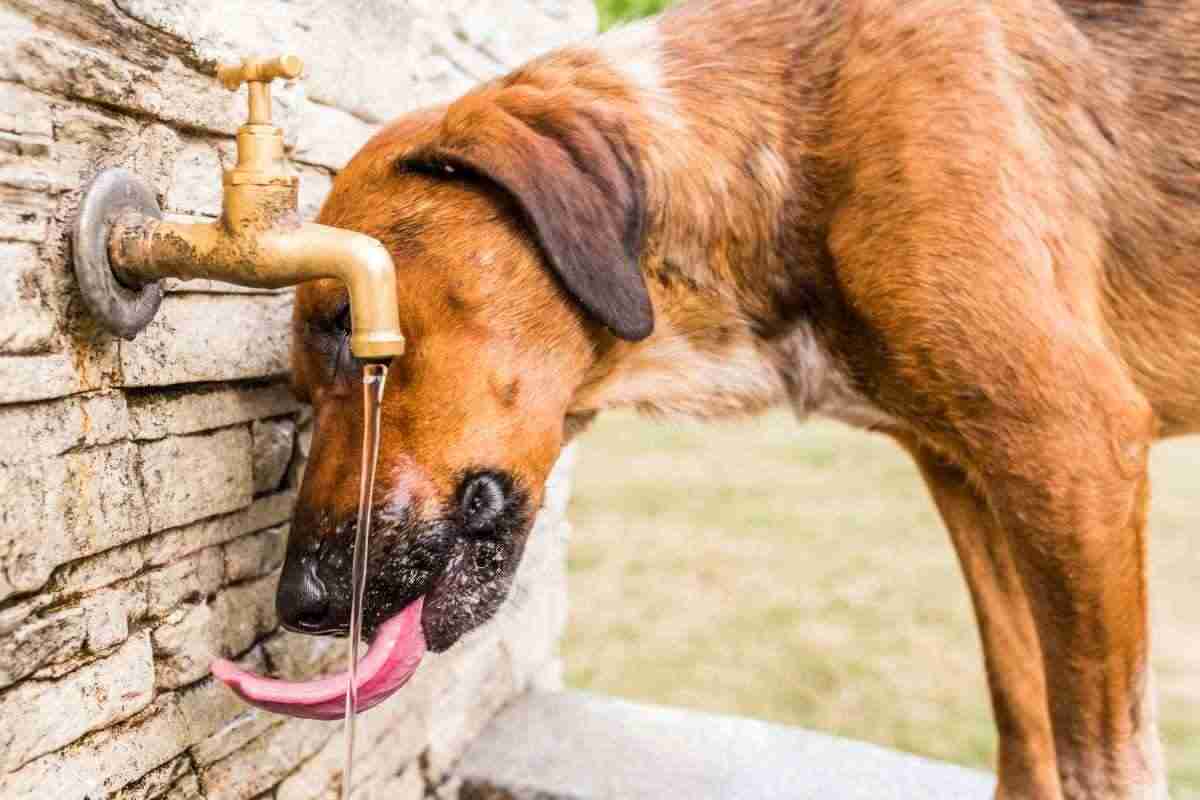 Colpo di caldo cane e gatti