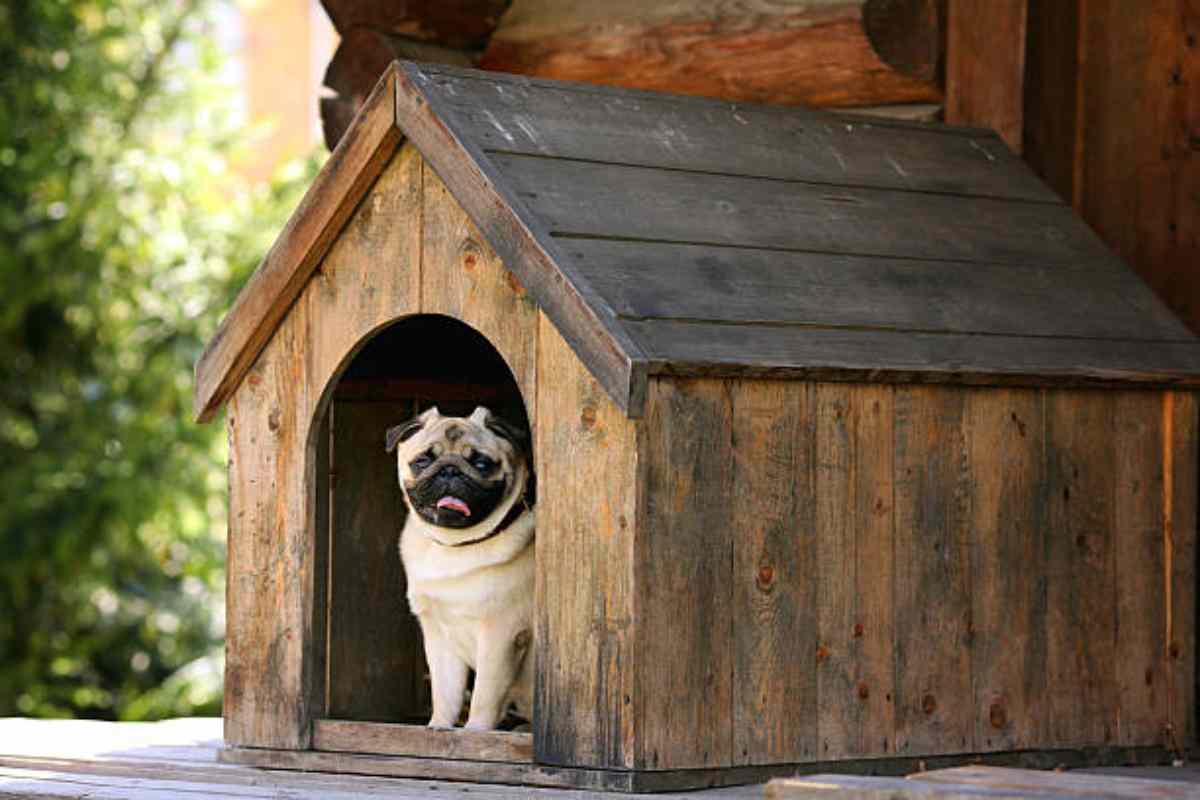 Trovato uno strano animale dentro la cuccia di un cane