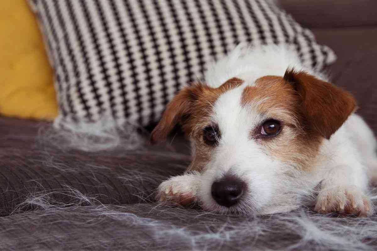 Peli di gatto in casa: come eliminarli?