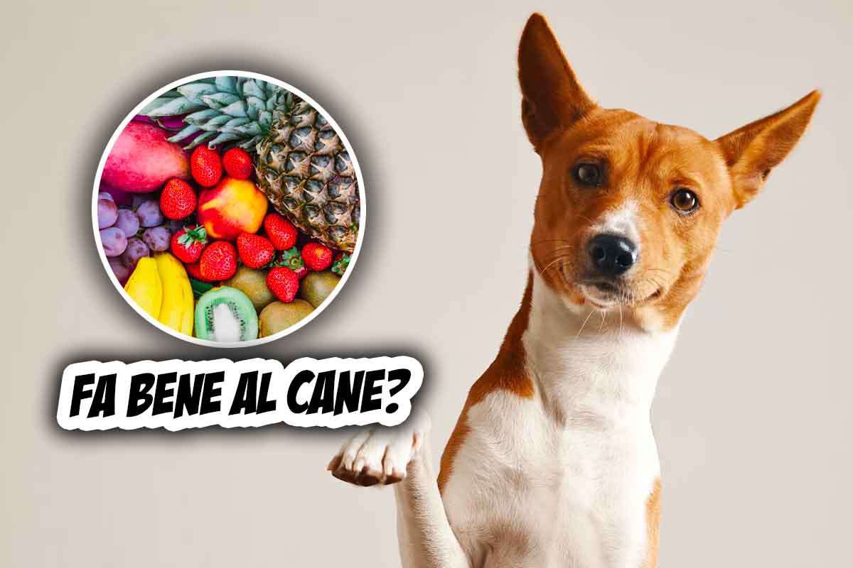 la frutta fa davvero bene al cane