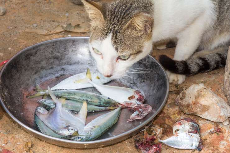 gatto e pesce crudo