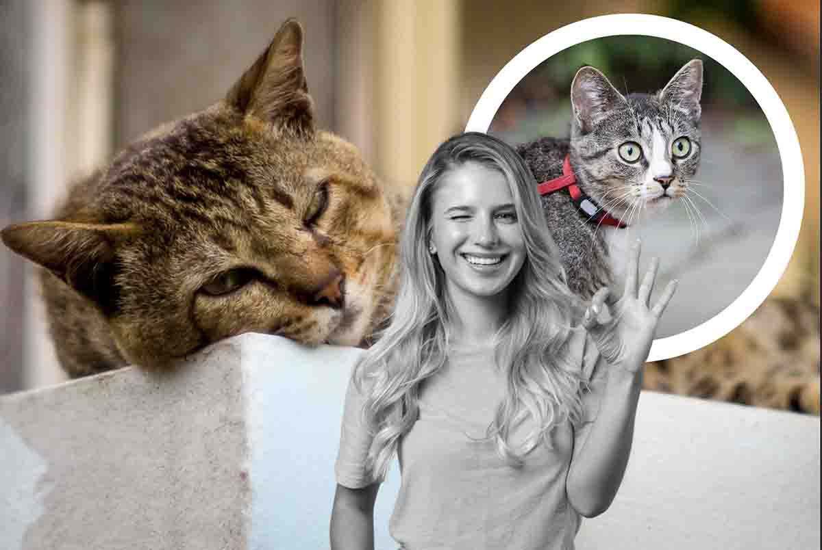 gatto stressato: un collare potrebbe risolvere tutto
