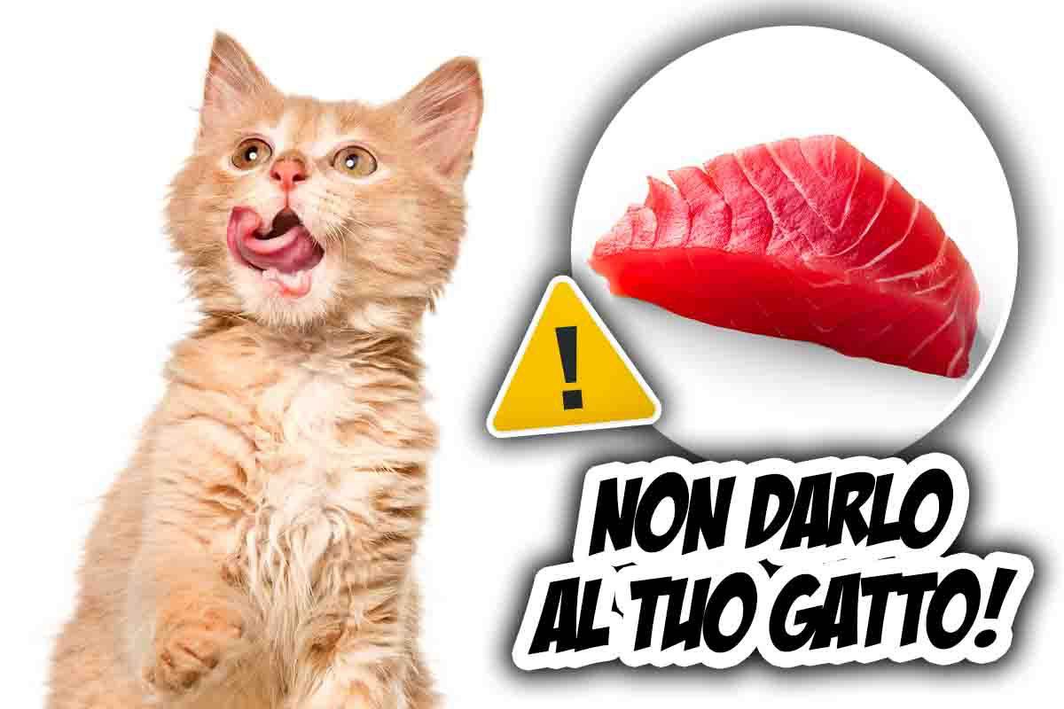 gatto può mangiare pesce crudo
