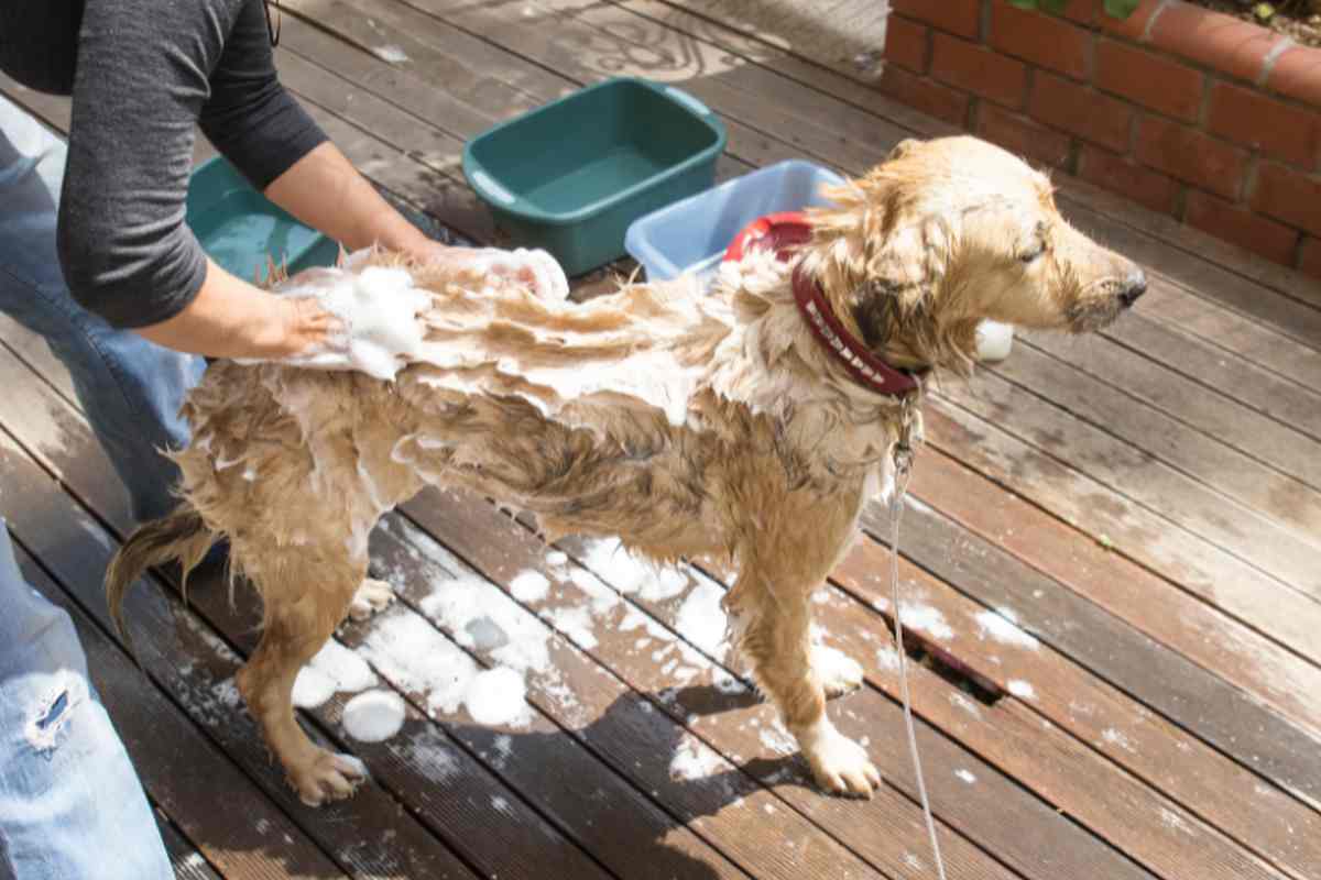 cane lavaggio