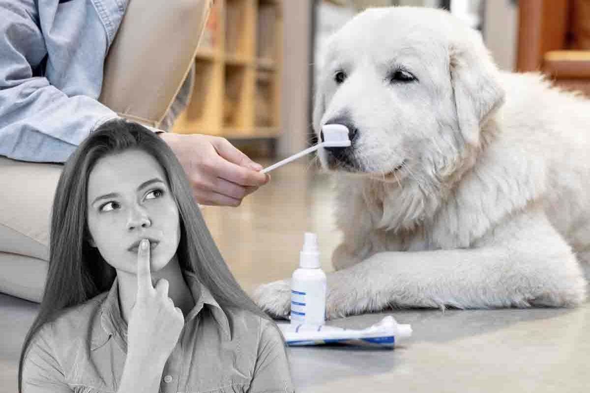igiene dentale cani cosa fare