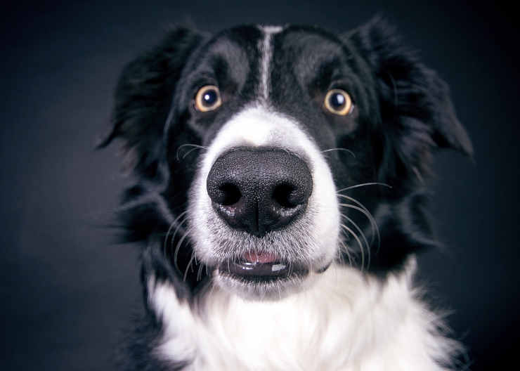 Depigmentazione del naso del cane